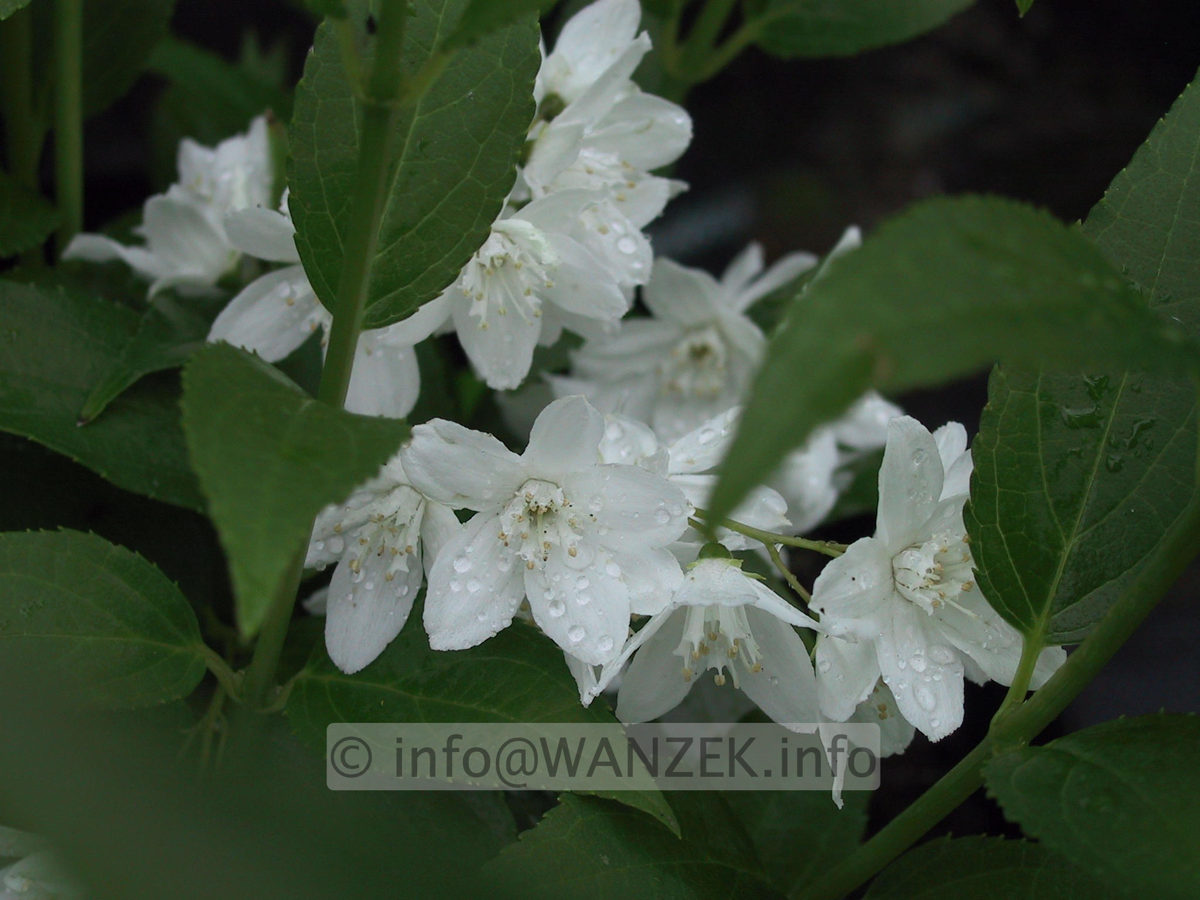 Deutzia gracilis - Blueten.JPG